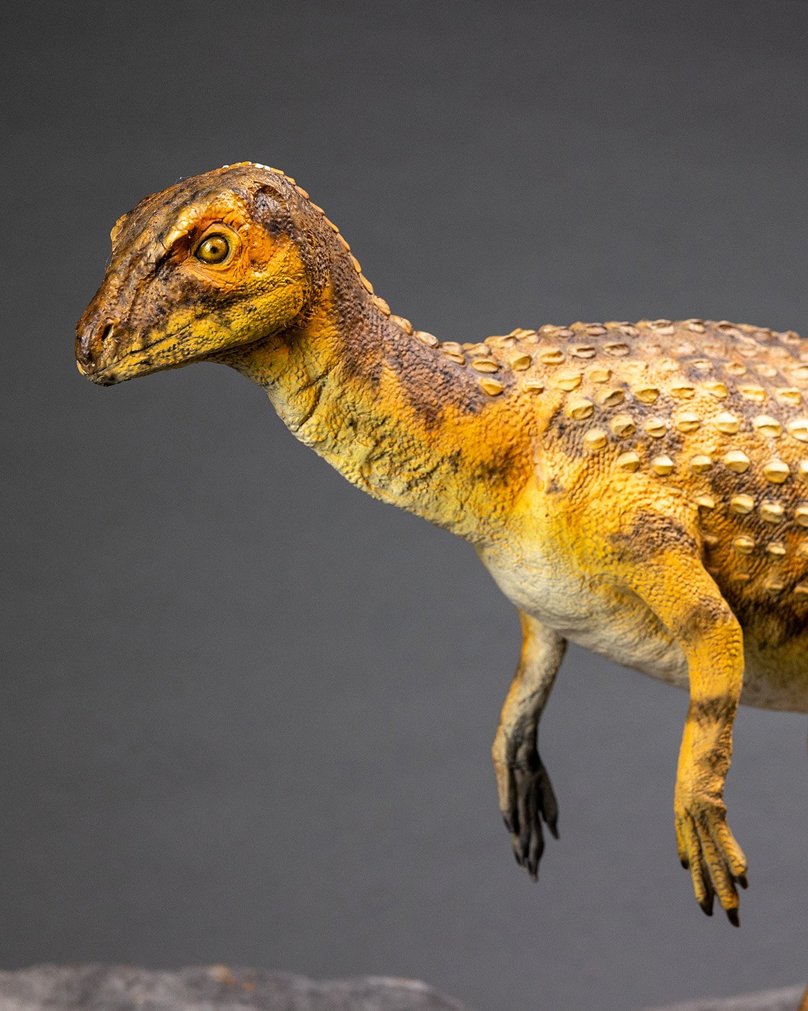 Scutellosaurus, sculpture by Charlie McGrady, view 3
