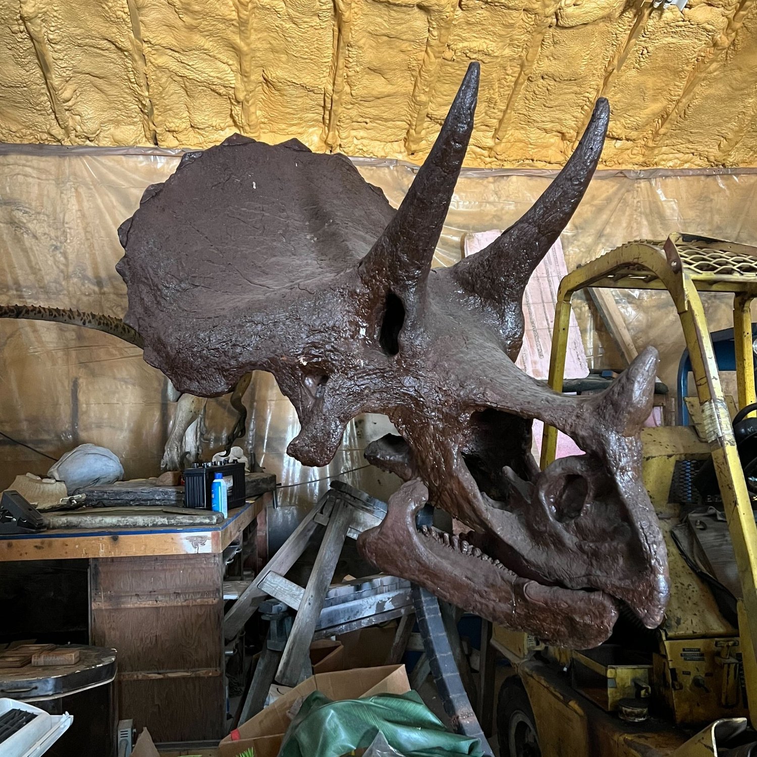 Triceratops Skull, sculpture by Charlie McGrady